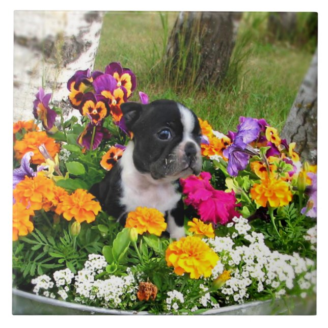 Boston terrier kakelplatta (Framsidan)