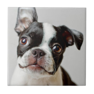 Boston Terrier Kakelplatta