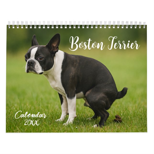 Boston Terrier-kalender 2026 Kalender (Omslag)