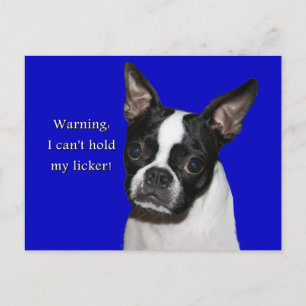 Boston Terrier: Kan inte hålla hennes lockare Vykort