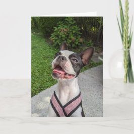 Boston Terrier Kärlek Kort