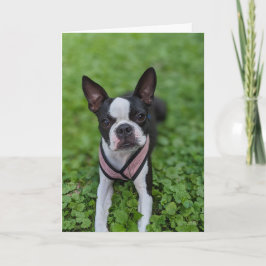 Boston Terrier Kärlek Kort