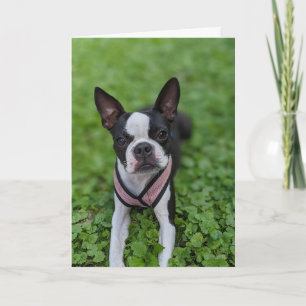Boston Terrier Kärlek Kort