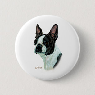 Boston Terrier Knapp