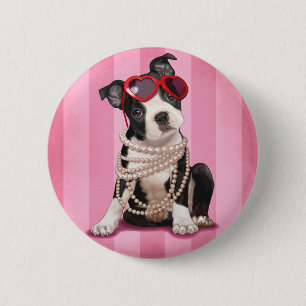 Boston Terrier Knapp
