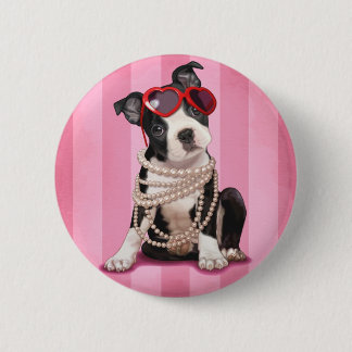 Boston Terrier Knapp