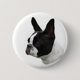 Boston Terrier Knapp