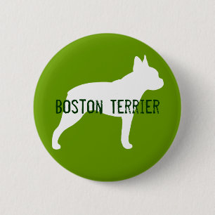 Boston Terrier Knapp