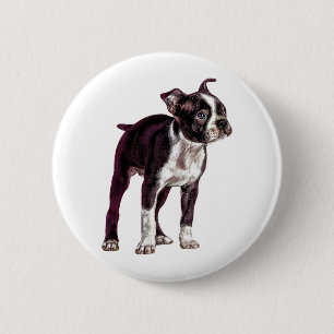 Boston Terrier Knapp
