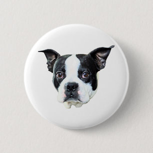 Boston Terrier Knapp