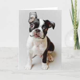 Boston Terrier Kort