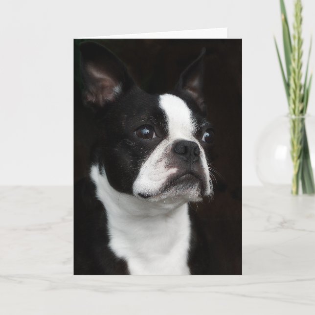 Boston Terrier Kort (Framsida)
