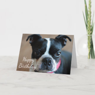 Boston Terrier Kort