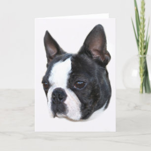 Boston Terrier Kort