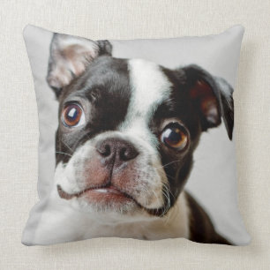 Boston Terrier Kudde