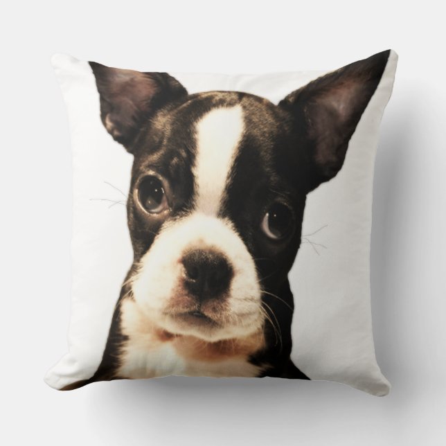 BoSTON TERRiER Kudde (Framsida)