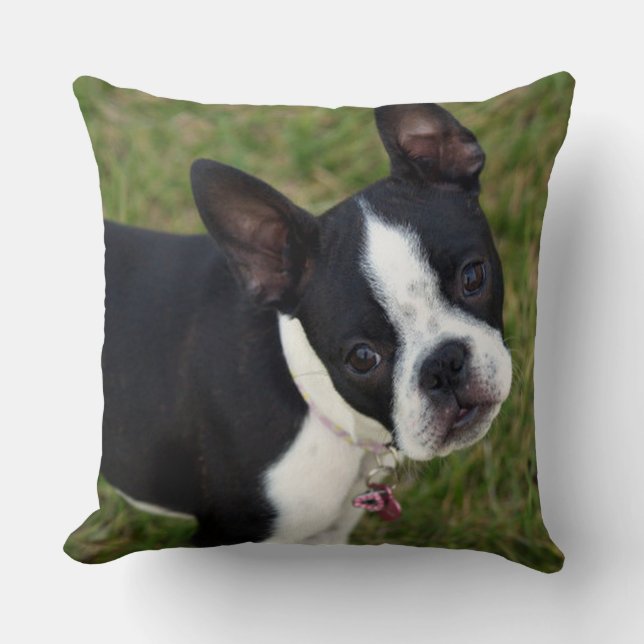 BoSTON TERRiER Kudde (Framsida)