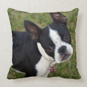 BoSTON TERRiER Kudde