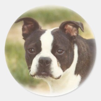 Boston Terrier: Little Beauty Runt Klistermärke