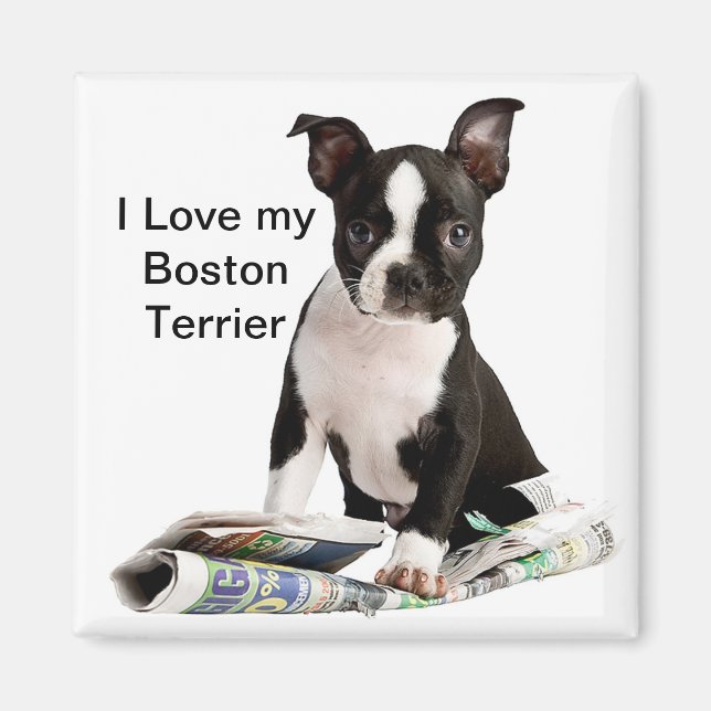 BOSTON TERRIER MAGNET (Framsidan)