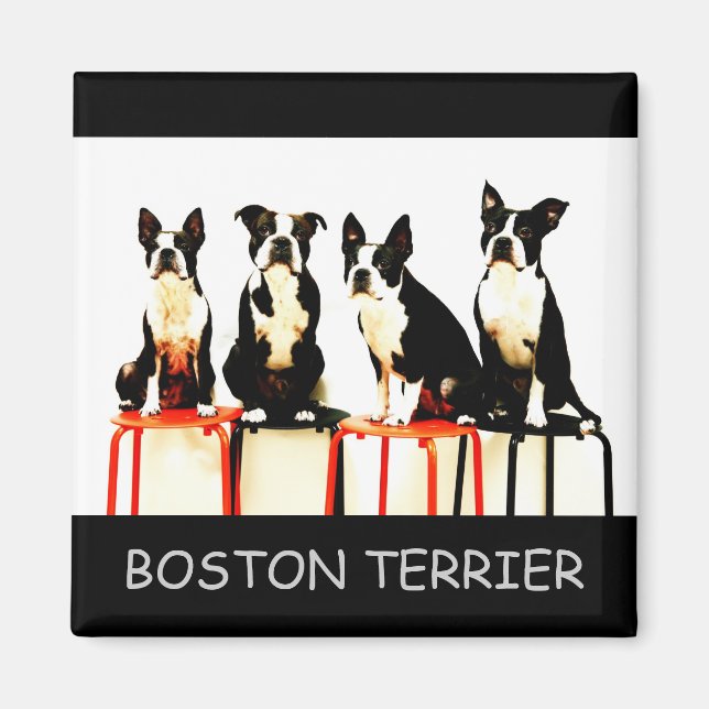 BOSTON TERRIER MAGNET (Framsidan)