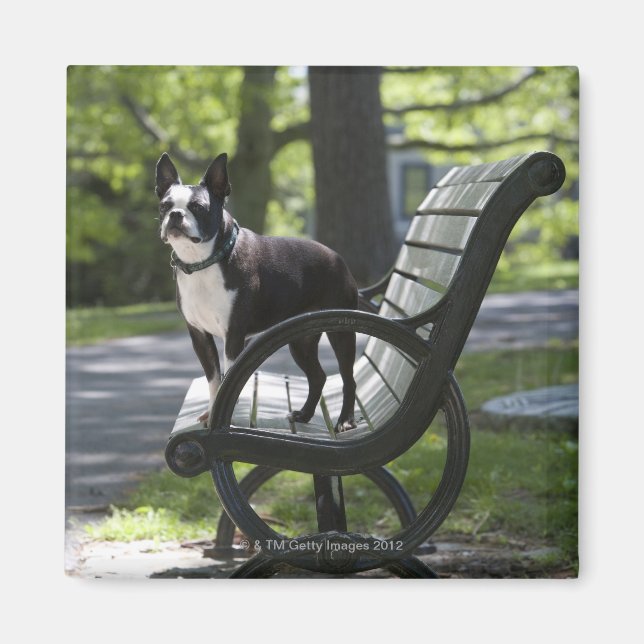 Boston Terrier Magnet (Framsidan)