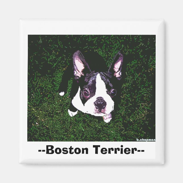 —Boston Terrier— Magnet (Framsidan)