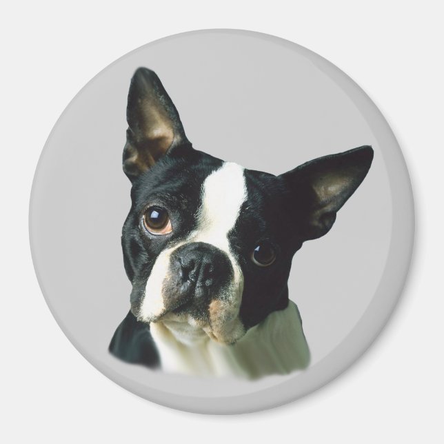 Boston Terrier Magnet (Framsidan)