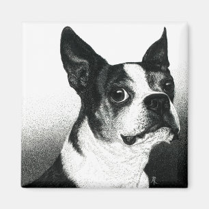 Boston Terrier Magnet - Boston Stil