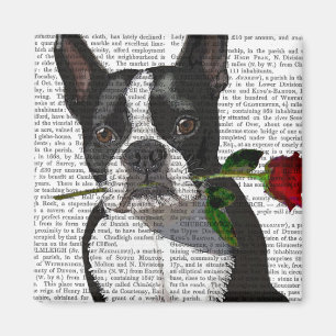 Boston Terrier med Ro i Mouth Magnet