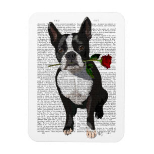 Boston Terrier med Ro i Mouth Magnet