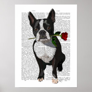 Boston Terrier med Ro i Mouth Poster