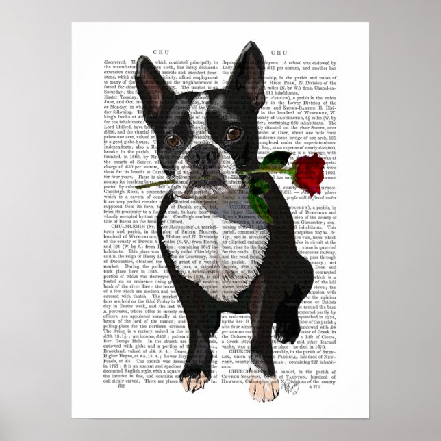 Boston Terrier med Ro i Mouth Poster (Framsidan)