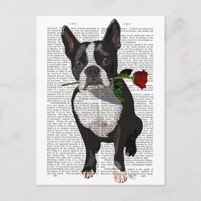 Boston Terrier med Ro i Mouth Vykort (Framsida)