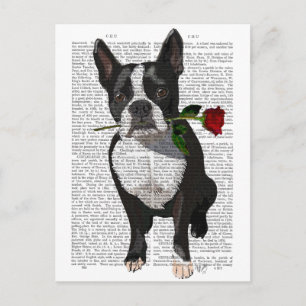 Boston Terrier med Ro i Mouth Vykort