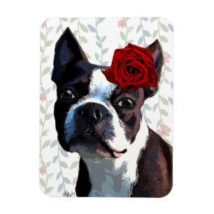 Boston Terrier med Ro på Head 2 Magnet