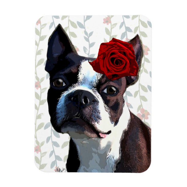 Boston Terrier med Ro på Head 2 Magnet (Vertikal)