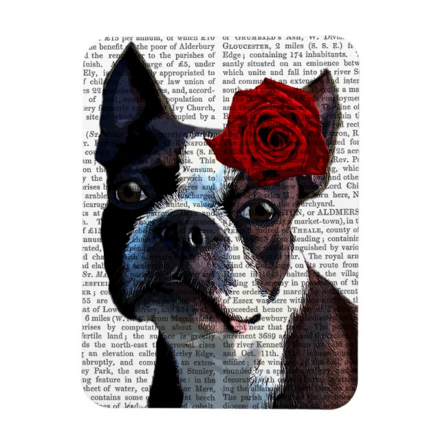 Boston Terrier med Ro på Head Magnet (Vertikal)