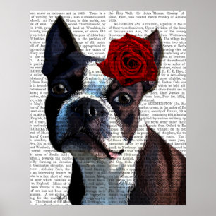 Boston Terrier med Ro på Head Poster