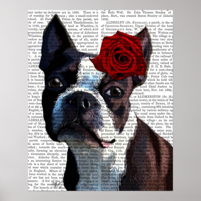 Boston Terrier med Ro på Head Poster (Framsidan)