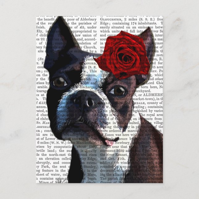 Boston Terrier med Ro på Head Vykort (Framsida)