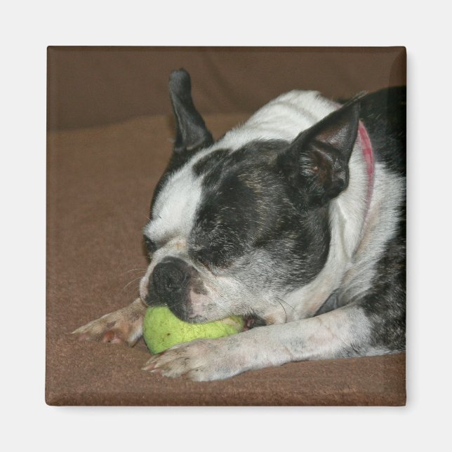 Boston Terrier med Tennis Boll - Photo Magnet (Framsidan)