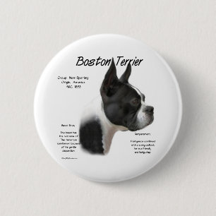 Boston Terrier Meet the Breed - Button Knapp