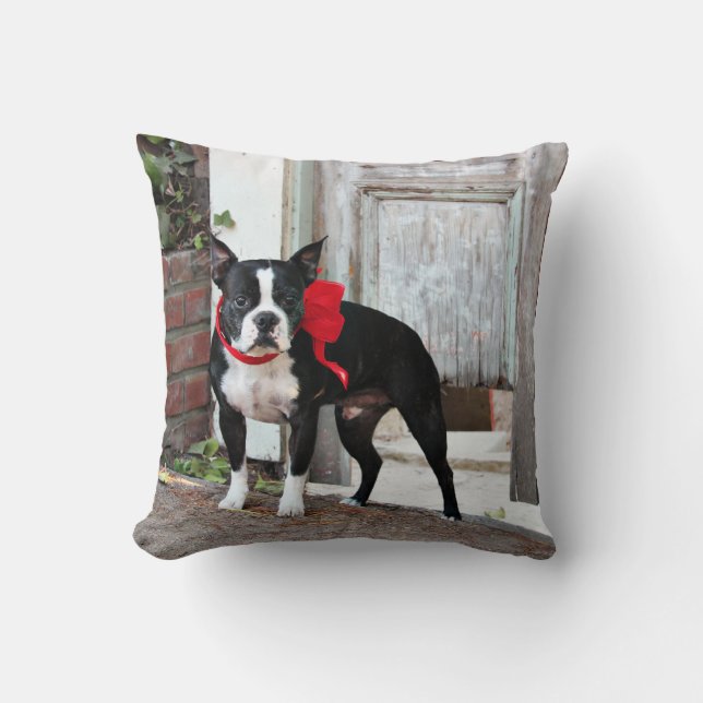 Boston Terrier - Miles Kudde (Framsida)