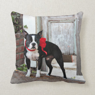 Boston Terrier - Miles Kudde