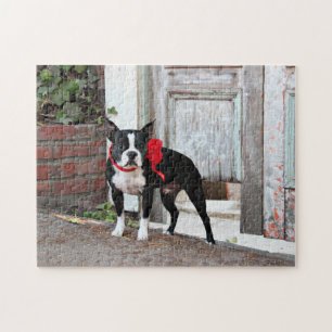 Boston Terrier - Miles Pussel