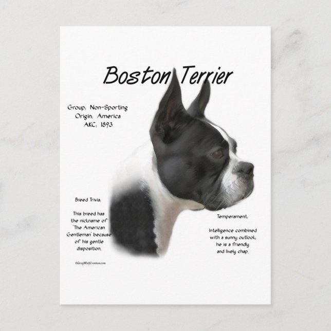 Boston Terrier Möte rasen Vykort (Framsida)