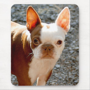 Boston Terrier Musmatta