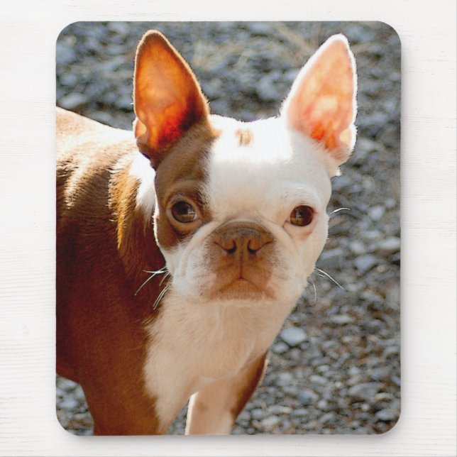 Boston Terrier Musmatta (Framsidan)