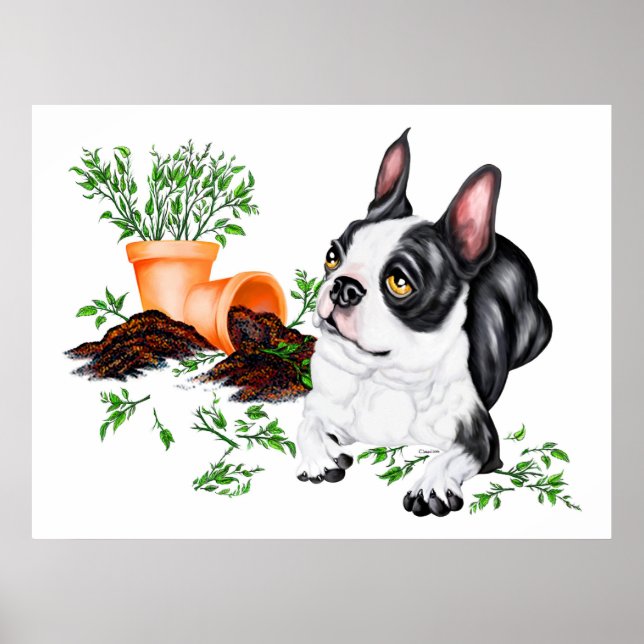 Boston Terrier Naughty Valp Poster (Framsidan)